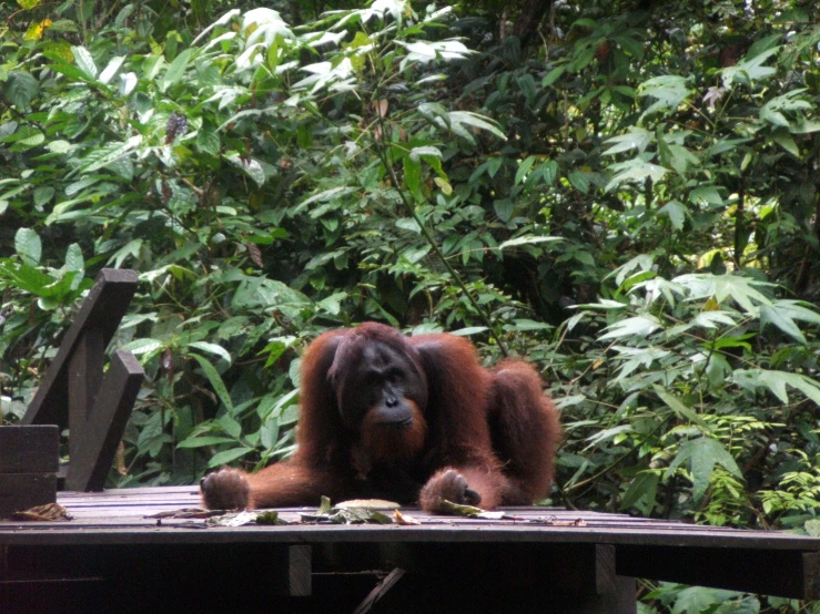 an oranguel is resting on a table in front of trees