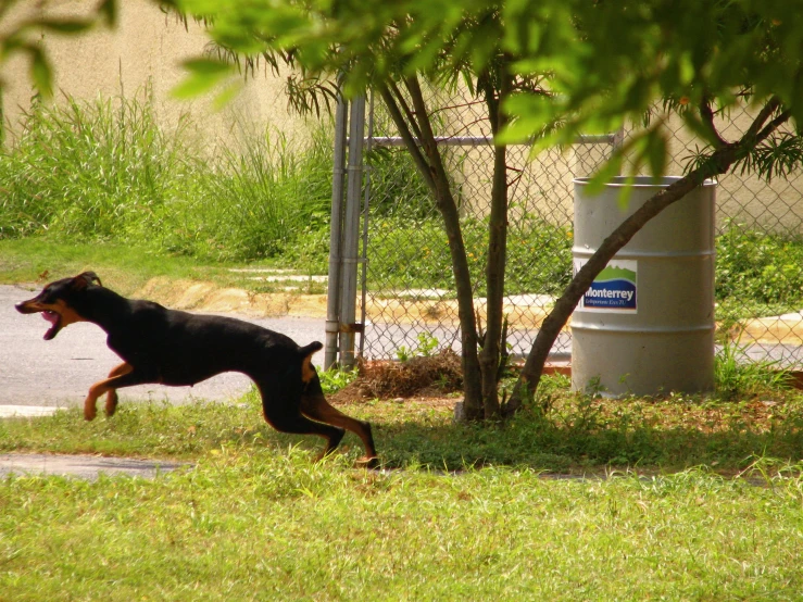 a dog jumps through the grass next to the tree