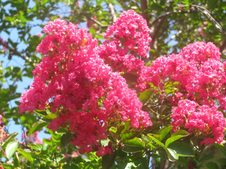 purple flowers are blooming next to a bunch of leaves