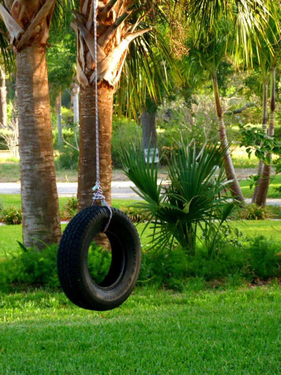 tire hanging from tree on grassy lawn area