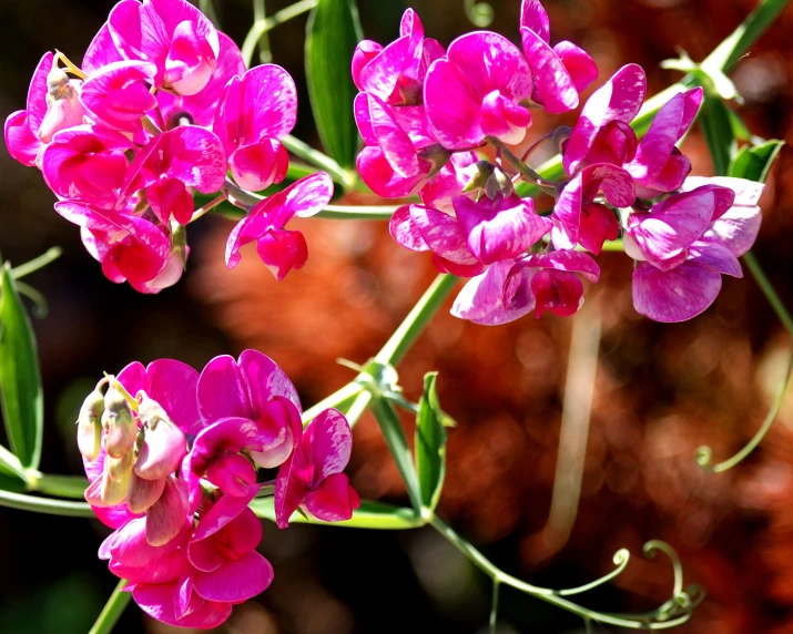 a bunch of pink flowers sitting next to each other