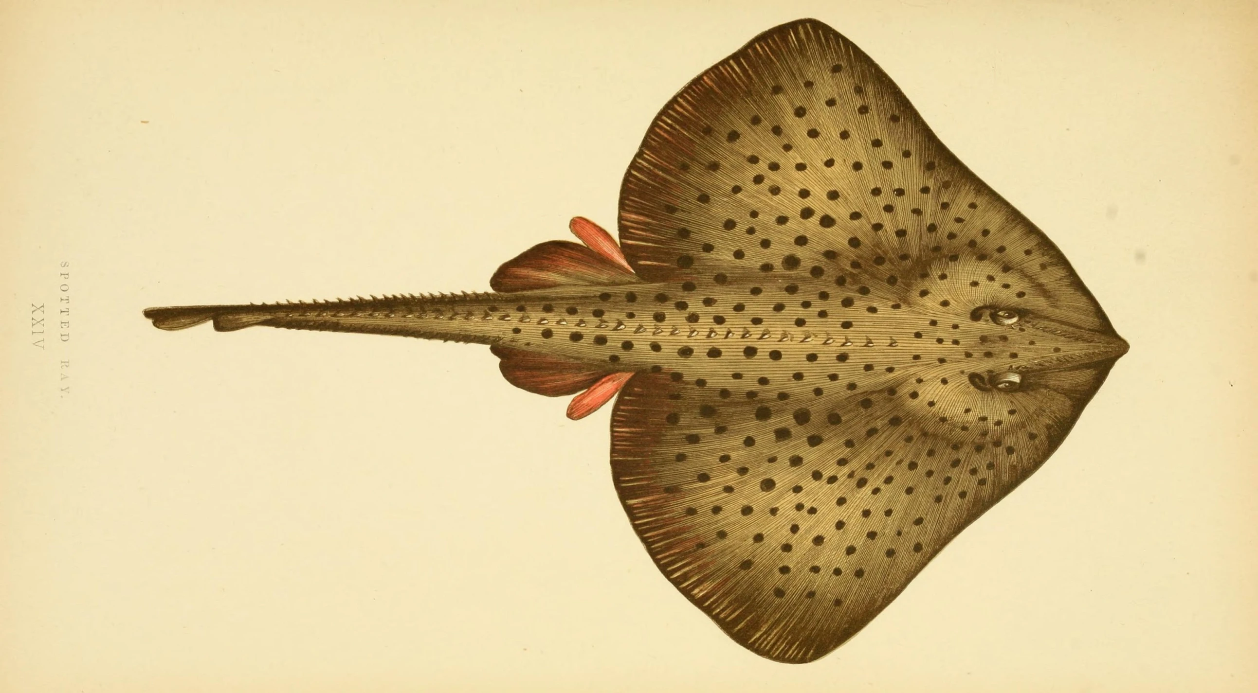 a print of a small fish is shown