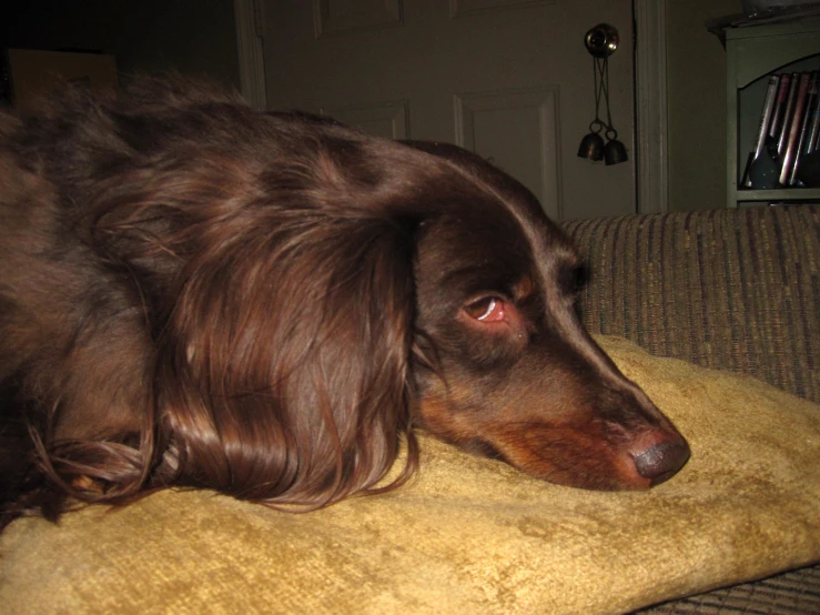 a brown dog with long hair and orange eyes lying on a brown blanket