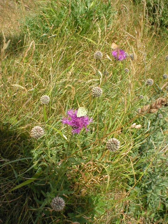 a grassy field with very tall grass and flowers