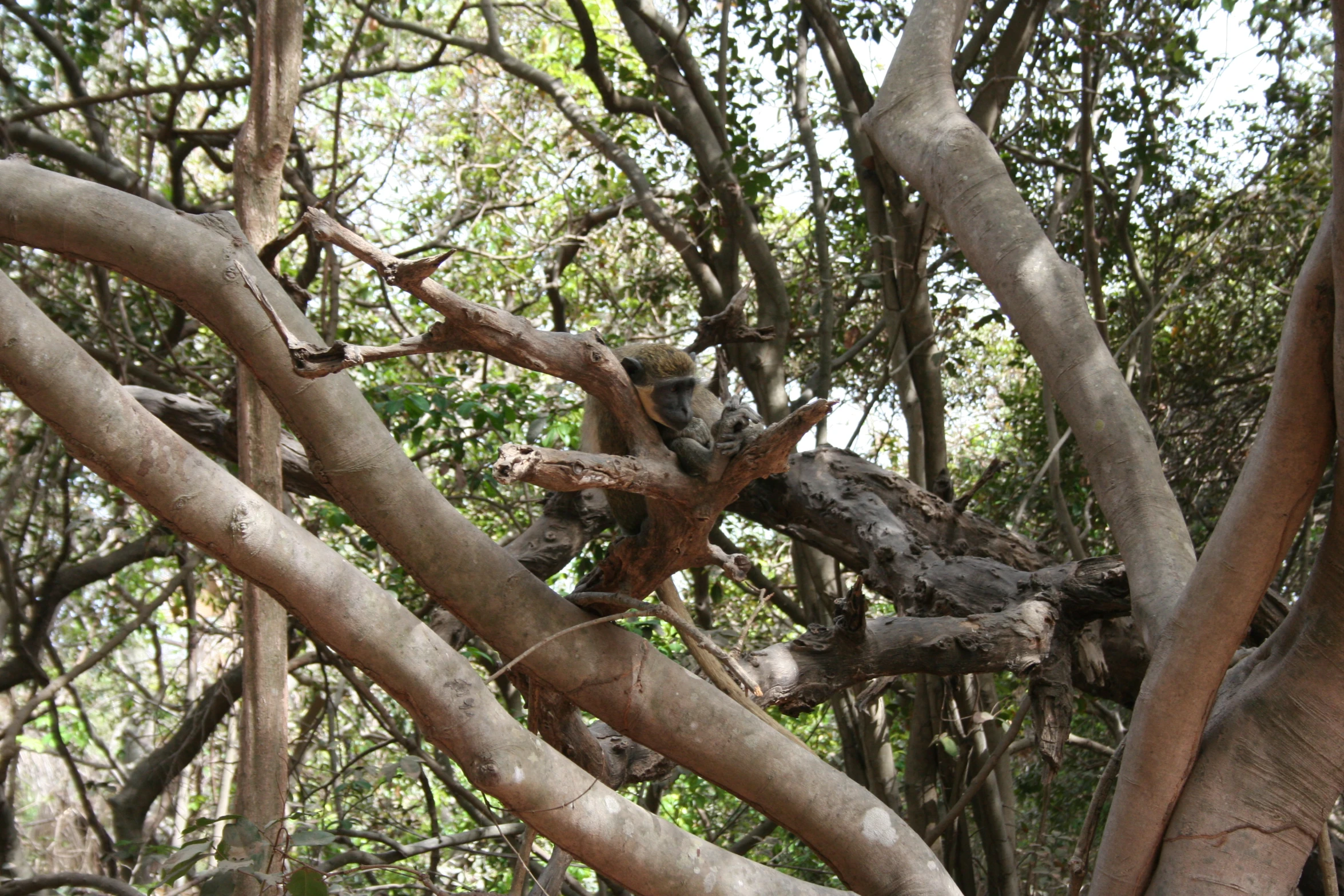 an image of a squirrel sitting on the nches of a tree