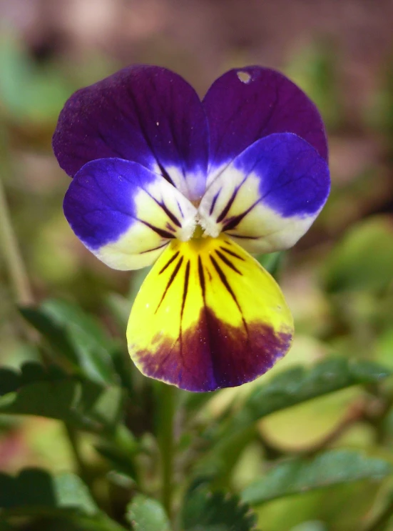 a closeup of a purple and yellow flower