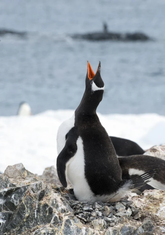 two penguins sitting on top of a rock