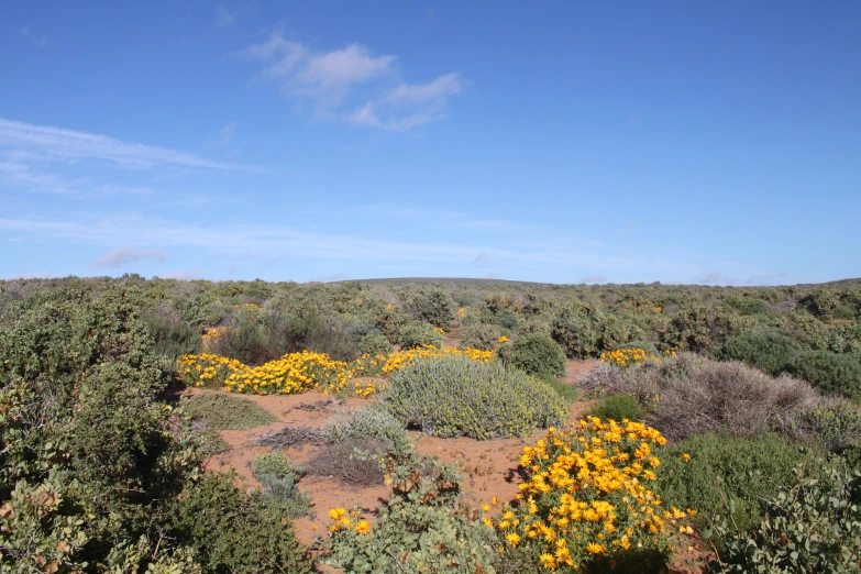 a bunch of flowers and shrubs growing in the desert