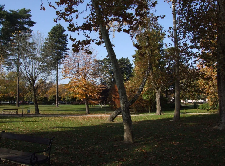 a park bench and tree in the fall