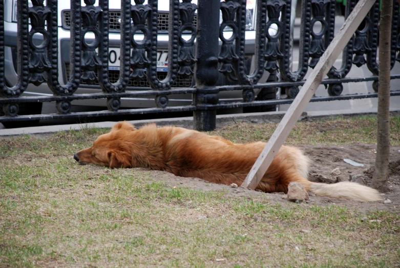 brown dog with black grill and fence behind him