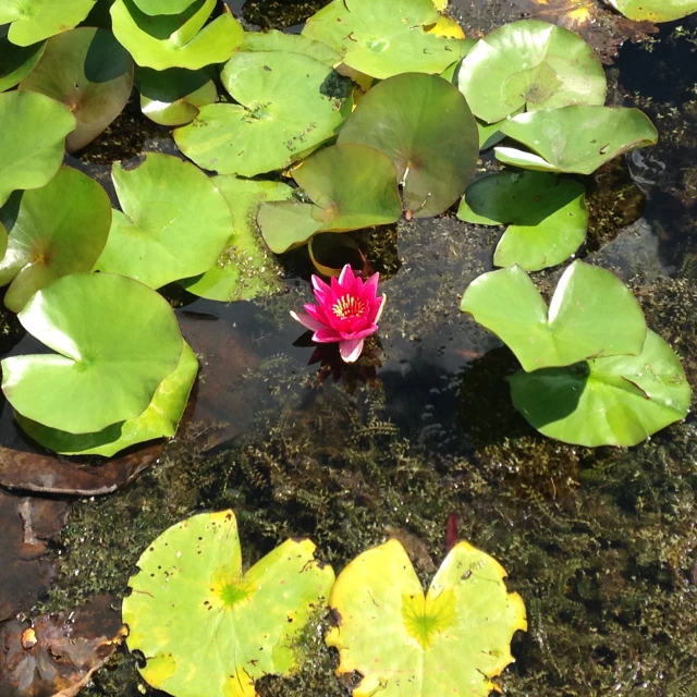 there is a small pink flower in the water