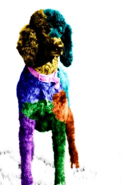 a poodle is wearing a colorful sweater looking over its shoulder