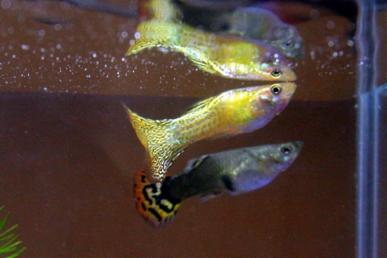 three fish in an aquarium with brown water