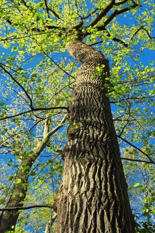 a green tree with a tall trunk on the side