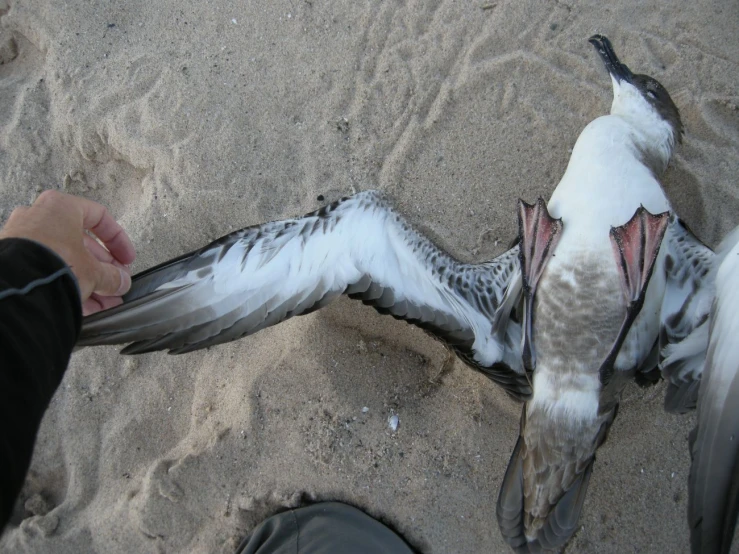 a seagull with its wing in the sand and feet on a persons hand