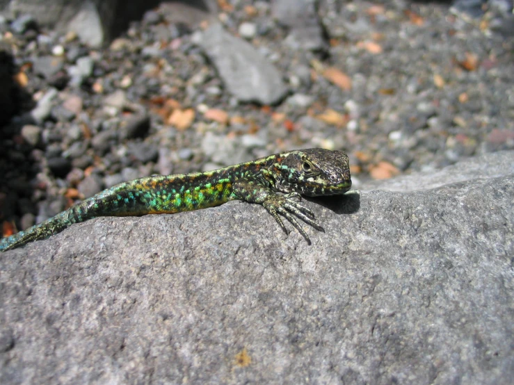 a green lizard walking along the edge of some rocks