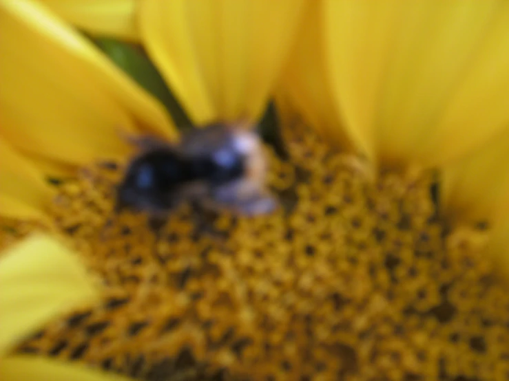 the view from above, of a honey on a flower