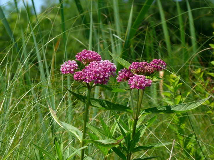 purple flowers that are standing in the grass