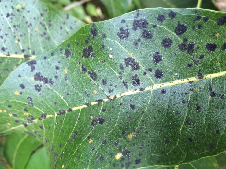 a leaf with black spots on it