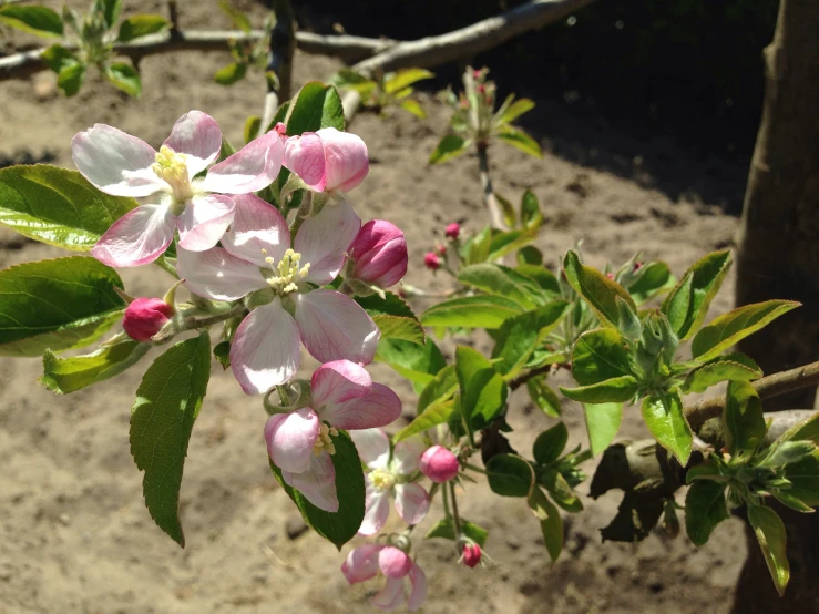 some pink and white flowers on a tree