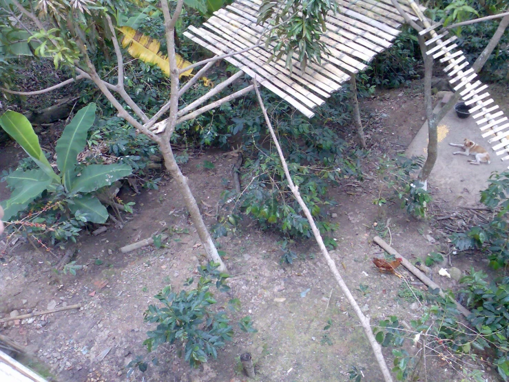 this is a roof in the middle of a forest