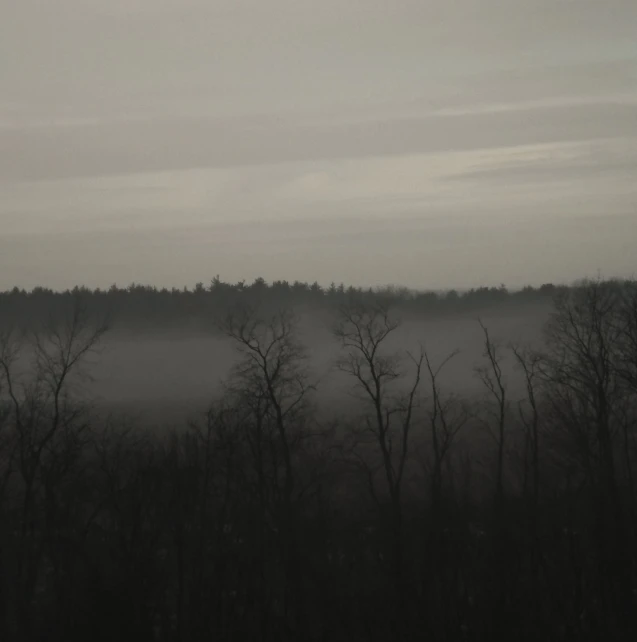 a foggy day in the woods with a bird flying in the sky