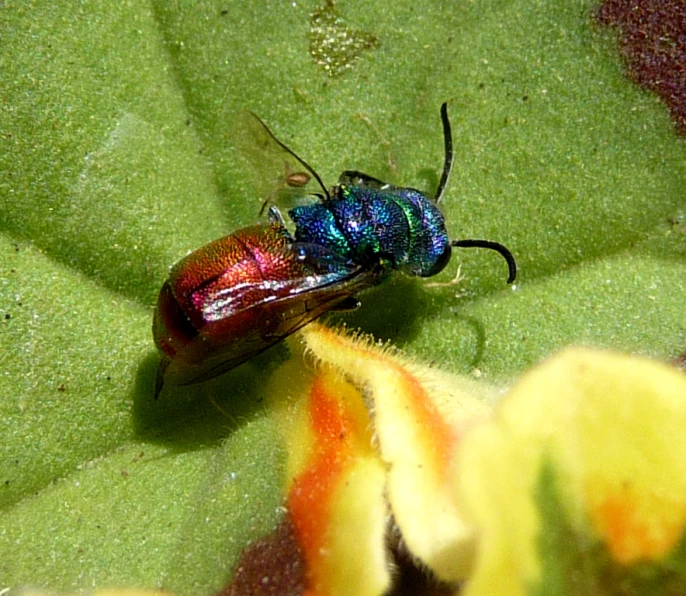 a colorful insect that is on top of some green leaves