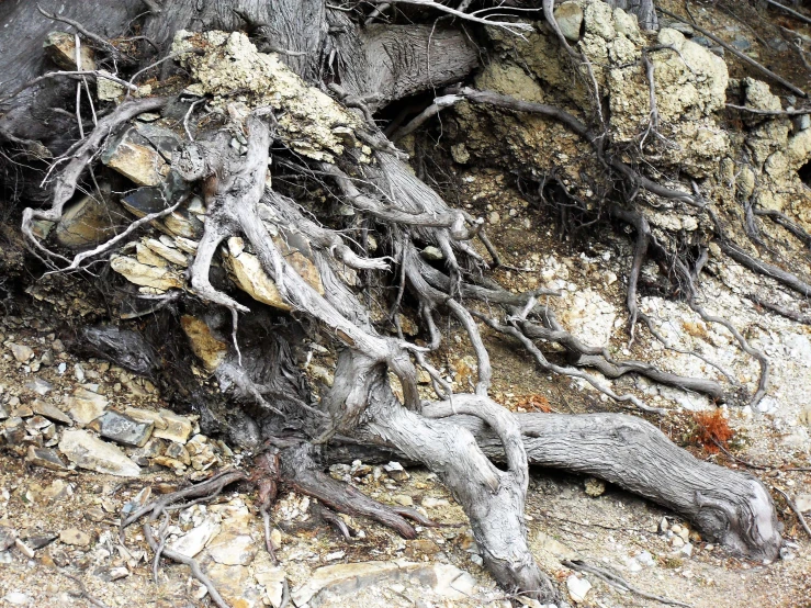 a tree root is growing out of a rock