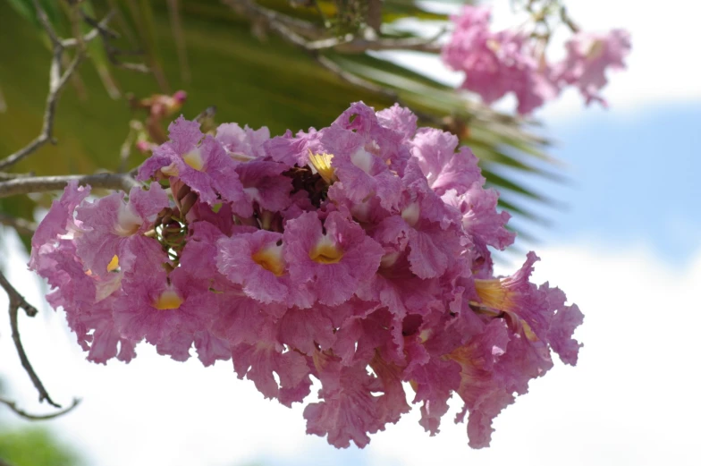 pink flowers hang from the nches in a tropical setting