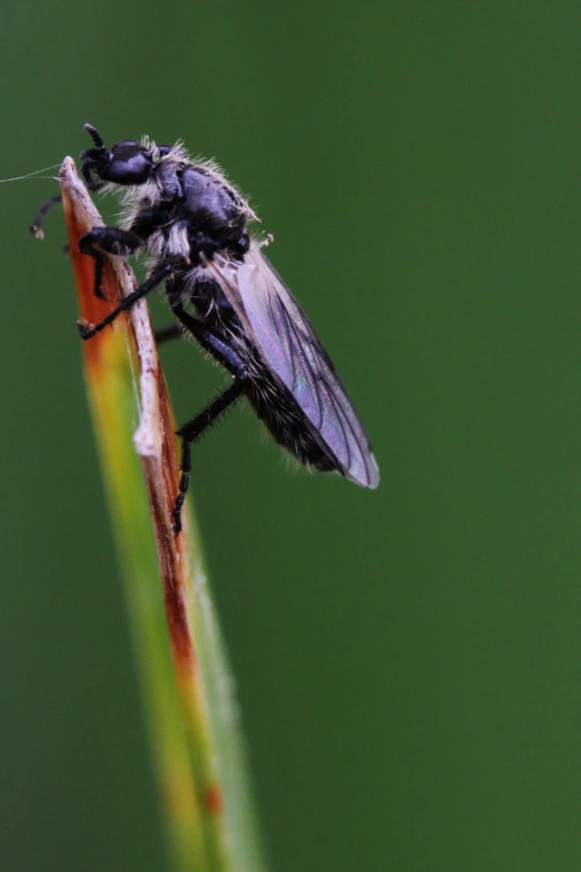 an insect sitting on a leaf with it's legs crossed