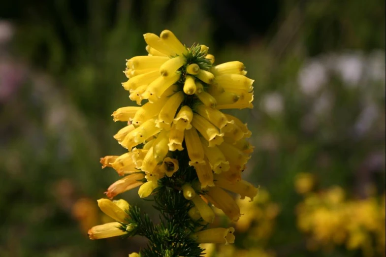 a close up picture of a flower with yellow blooms