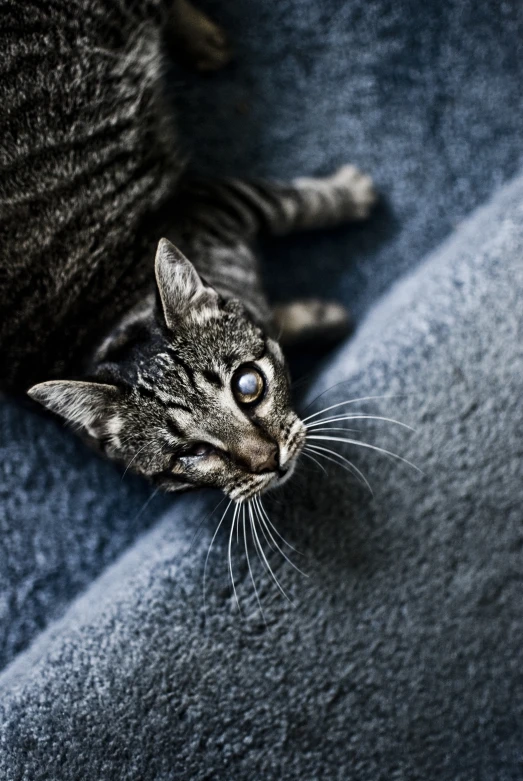 a gray cat looking up with its head resting on a blanket