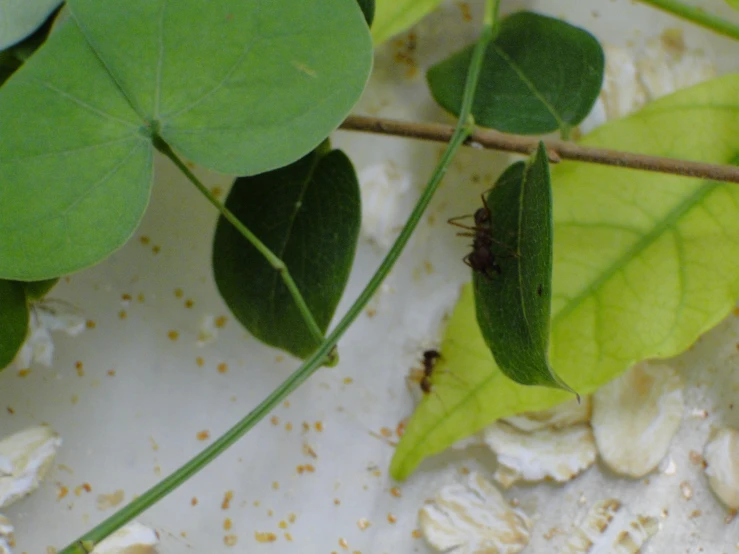 a bug crawling on some leaves with white stuff