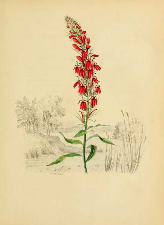 a flower in bloom is depicted in this drawing