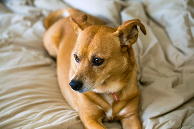 a dog laying down on the bed with a white sheets