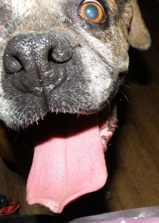 a large brown dog laying on top of a wooden floor