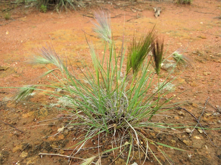 a small plant sits among some dry brown soil