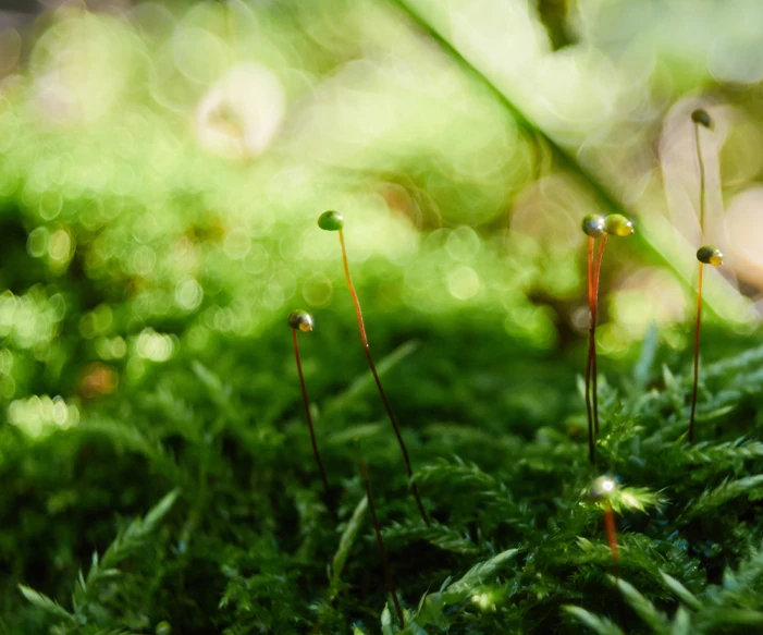 small tiny green plants in a sunny forest