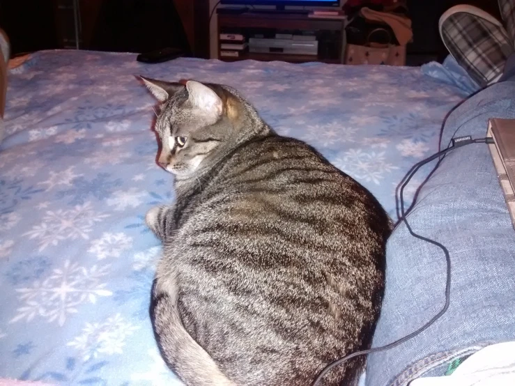 a cat laying on the bed in a dark room