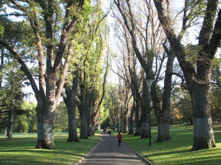 there is a woman walking along a path between trees