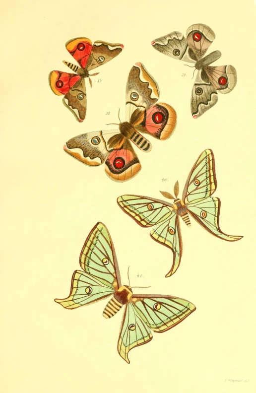 four erflies and three moths, some with different colored markings