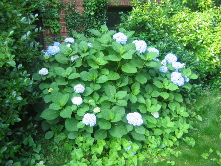 blue flowers and green leaves surround a brick building