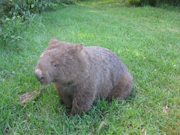 a brown bear walking through some grass