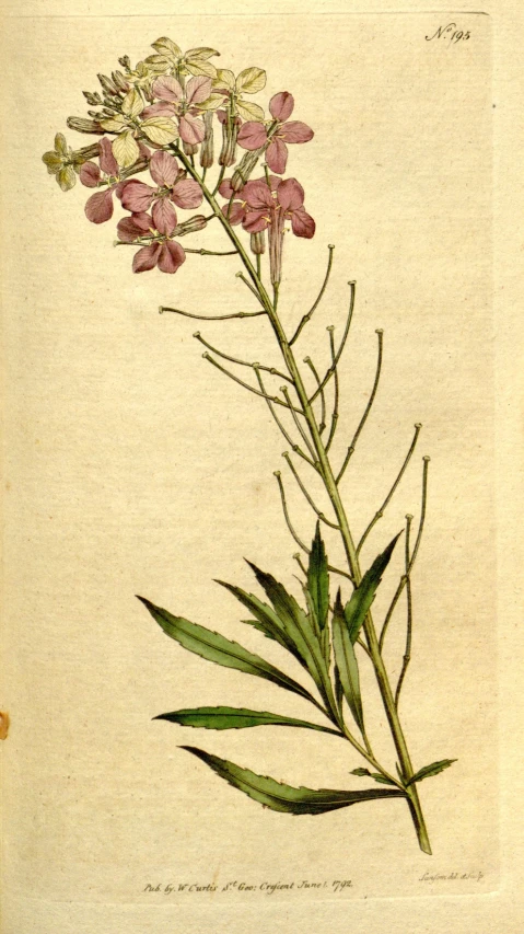 a plant with long leaves and pink flowers