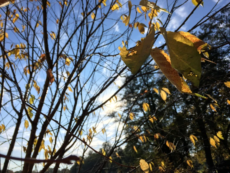 the nches of trees with yellow leaves and blue sky