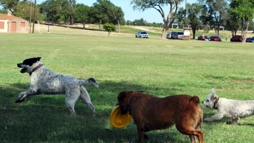 two dogs are chasing a dog with a frisbee