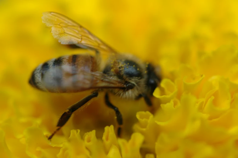 a close up s of a bee with its head touching a flower