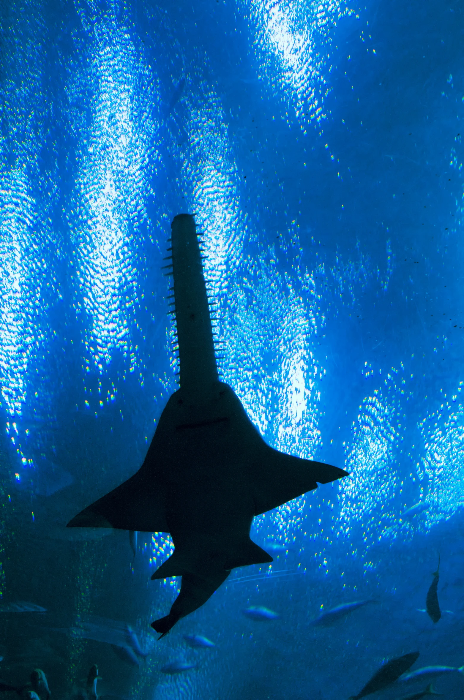 a shark in a large tank with blue lights