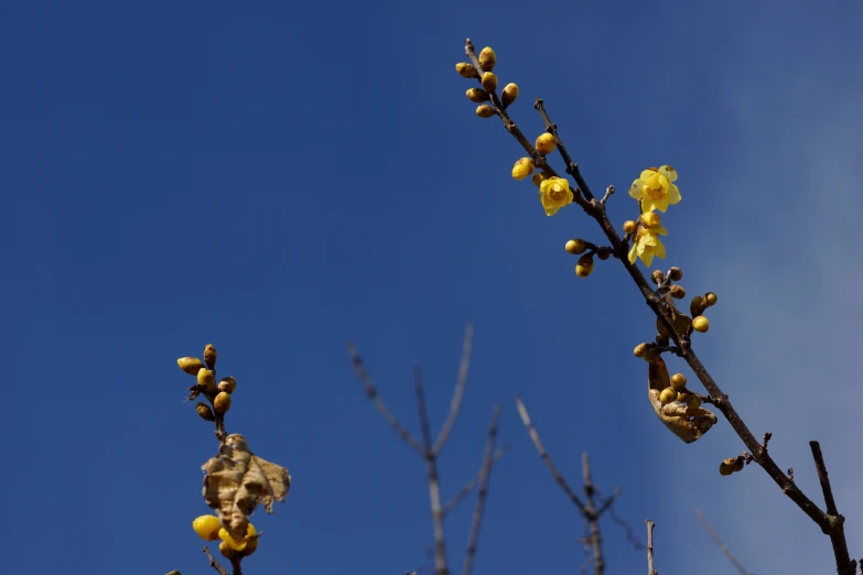 a yellow tree with very small leaves