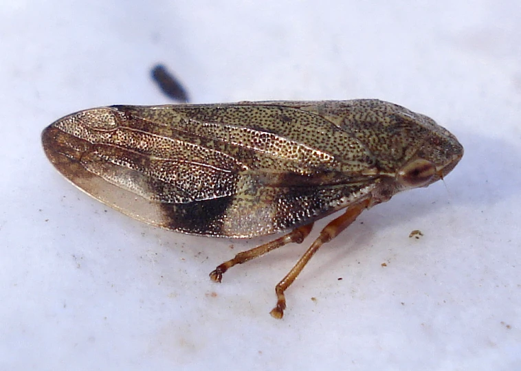 a close up of a small insect on a white surface